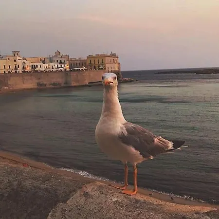 펜션 Dimora Tipica Del 600 - Centro Storico